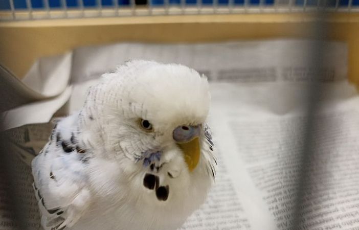 AAA cercasi proprietario della cocorita ritrovata a Nichelino