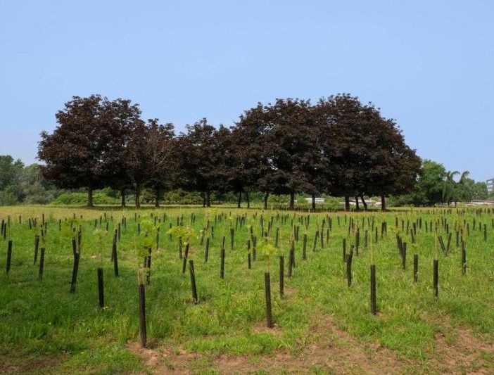 Bando Forestazione 2021: approvati altri tre progetti, in arrivo 1 milione e mezzo di euro