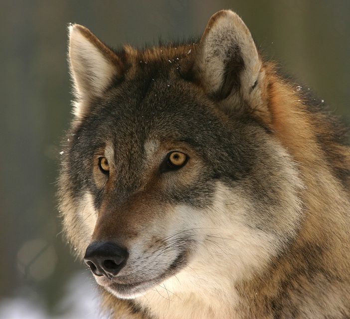 lupi