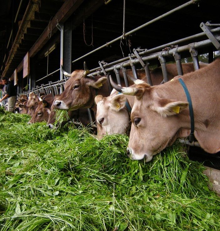 Coldiretti Torino: &quot;E’ positivo il via libera  agli aiuti per la zootecnia&quot;