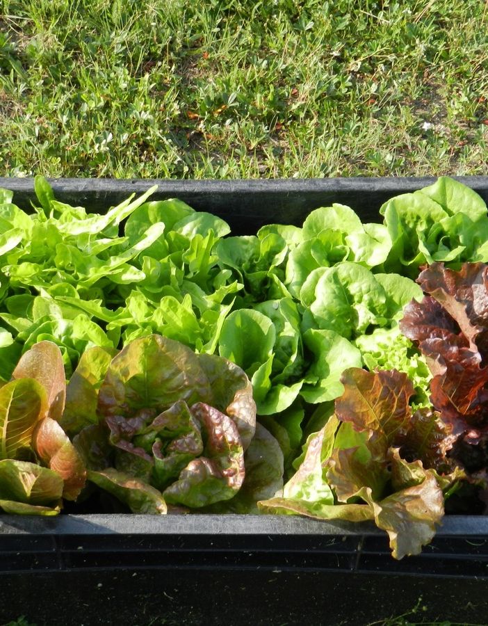orto e insalata