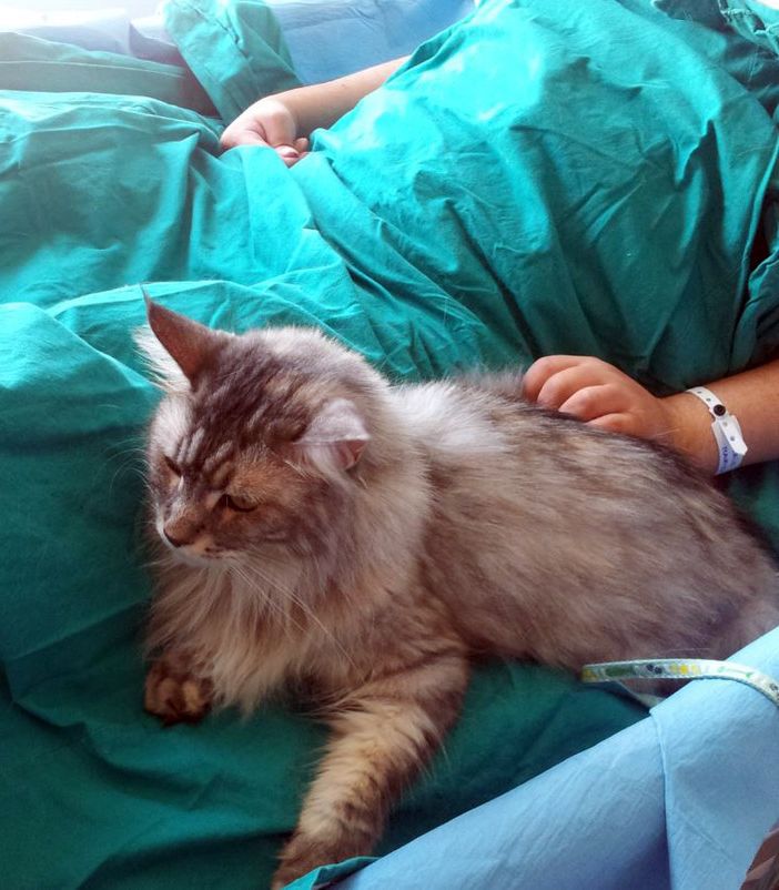 pet therapy