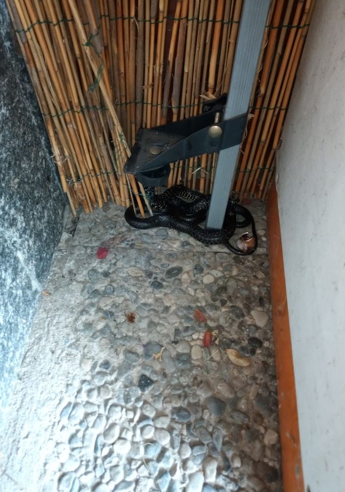 Caselette, recuperato all'interno di un'abitazione un grosso biacco ferito da un predatore [FOTO]