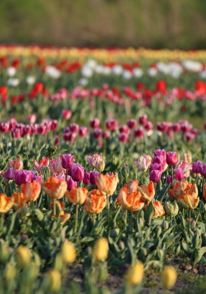 Un mega campo di tulipani apre alle porte di Torino: sarà possibile raccogliere i fiori e scattare foto da sogno
