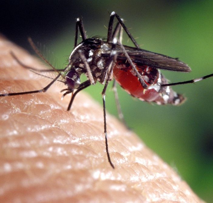 Ambrosia, processionaria e zanzara tigre: Grugliasco alza le sue difese