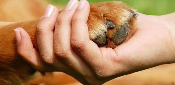 Pet therapy, Gallo (Pd): "Bene la ripresa degli interventi"