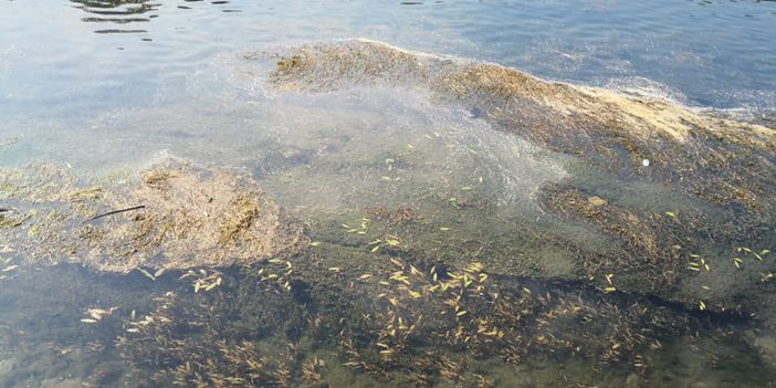 Siccità, il Piemonte domani chiederà l'allerta rossa: "Altri Comuni a rischio stop notturno acqua"