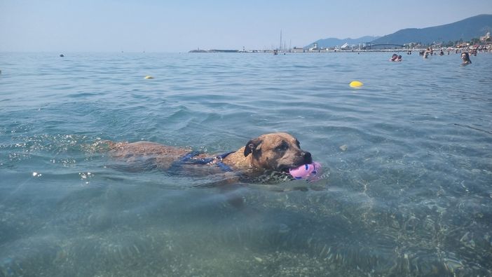 Estate da bollino rosso e afa, pericolo anche per i cani Estate da bollino rosso e afa, pericolo anche per i cani