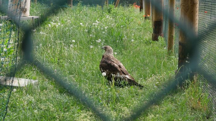 Un'aquila reale ferita in val Thuras viene curata al Canc e riprende il volo Un'aquila reale ferita in val Thuras viene curata al Canc e riprende il volo