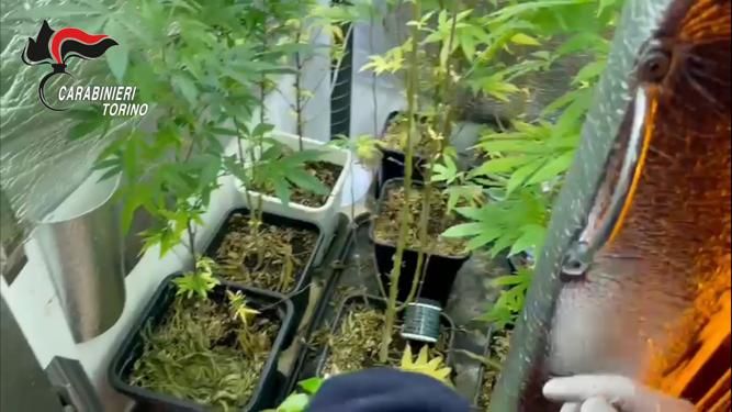 Coltivazione di cannabis