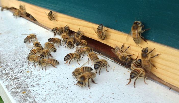 Coldiretti, è allarme api: &quot;Preoccupano le importazioni di miele da Cina ed Est Europa&quot;