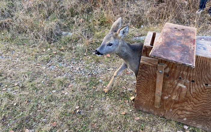 Femmina di capriolo cade in una cisterna per l'irrigazione: salvata dai tecnici del Canc di Grugliasco