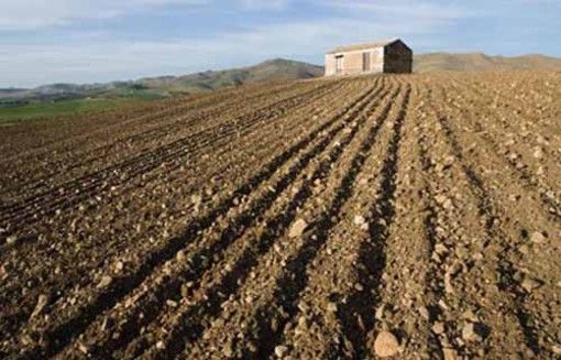 Agricoltura, aperto il bando regionale da 2 milioni di euro per migliorare le aziende agricole