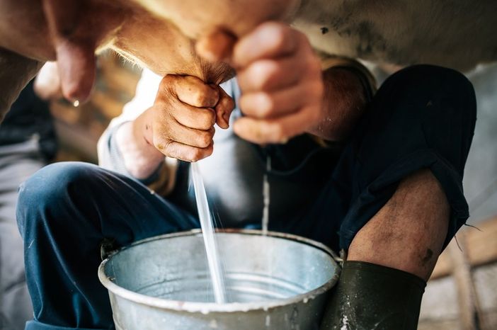 Coronavirus, Cia Piemonte: "No a speculazioni e sciacallaggio su latte e allevatori"