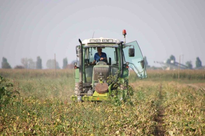Campi di grano Campi di grano