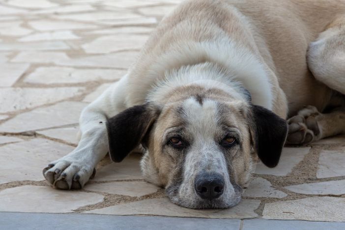 La guerra mondiale dei vomiti dei Cani: cause, risposte e soluzioni