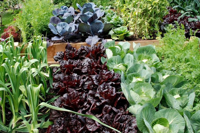 Orto: trapianto autunnale con il "Distillato di Legno BioDea". Un prodotto naturale, organico e biologico che rispetta l'ambiente Orto: trapianto autunnale con il "Distillato di Legno BioDea". Un prodotto naturale, organico e biologico che rispetta l'ambiente