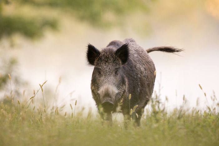 cinghiale
