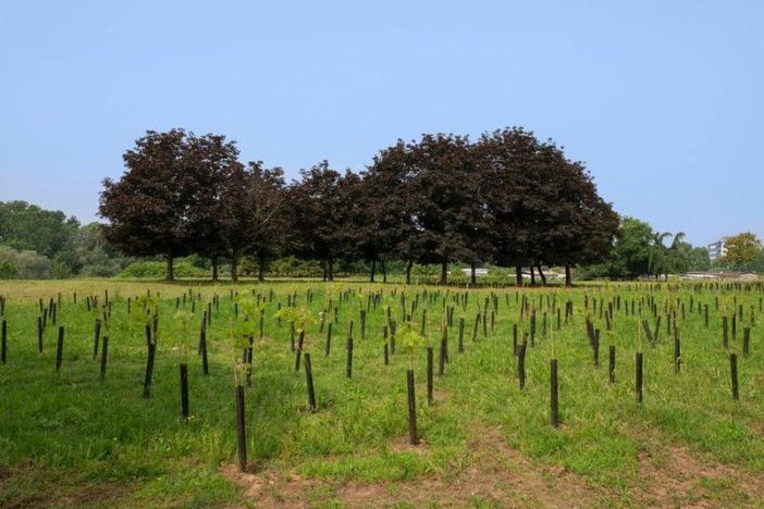 Bando Forestazione 2021: approvati altri tre progetti, in arrivo 1 milione e mezzo di euro Bando Forestazione 2021: approvati altri tre progetti, in arrivo 1 milione e mezzo di euro