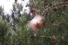 Processionaria Processionaria