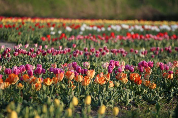 Un mega campo di tulipani apre alle porte di Torino: sarà possibile raccogliere i fiori e scattare foto da sogno Un mega campo di tulipani apre alle porte di Torino: sarà possibile raccogliere i fiori e scattare foto da sogno