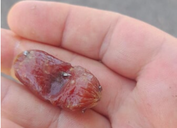 Foto dal gruppo facebook "Sei di Grugliasco se..." Foto dal gruppo facebook "Sei di Grugliasco se..."