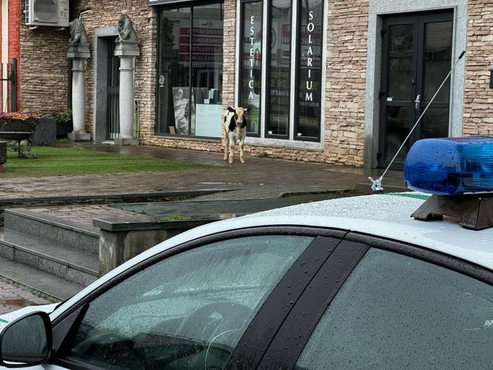 &quot;Cliente&quot; inatteso alle Gru: un vitello scappato da una cascina crea il panico a Grugliasco