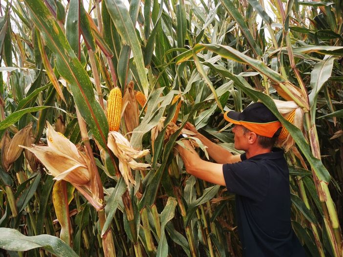 Nuove tecniche di coltivazione di mais e soia alla Fondazione Podere Pignatelli
