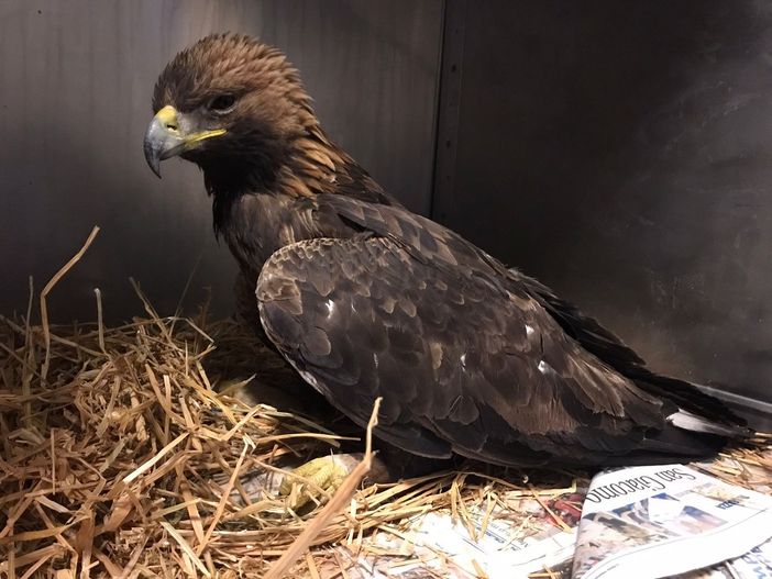 Aquila Reale recuperata a Traversella: era stata intossicata da una preda avvelenata