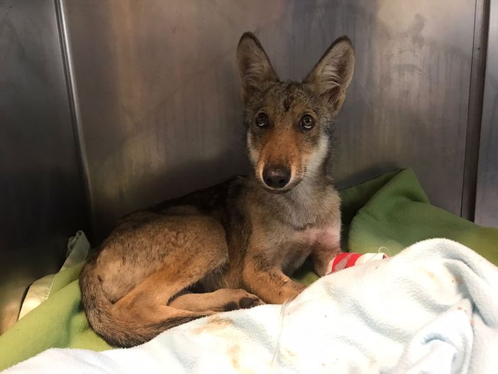 lupo ferito lupo ferito