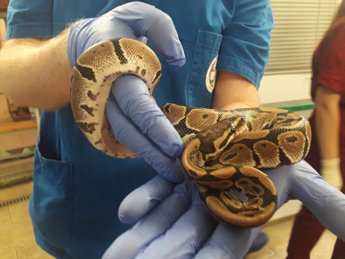 pitone reale ritrovato pitone reale ritrovato