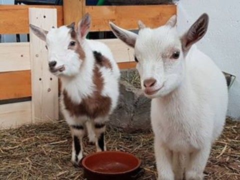 Coldiretti Piemonte: "Per Pasqua carne ovicaprina 100% Made in Piemonte per portare in tavola la tradizione” Coldiretti Piemonte: "Per Pasqua carne ovicaprina 100% Made in Piemonte per portare in tavola la tradizione”