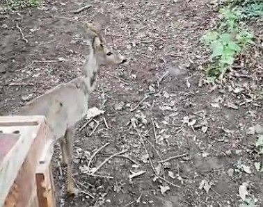 capriolo liberato capriolo liberato