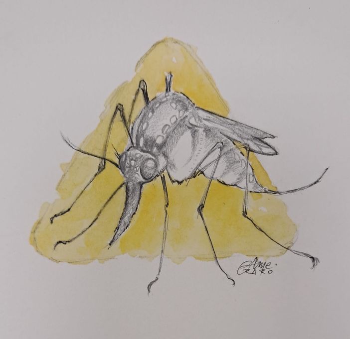 Giornata mondiale della zanzara, ogni anno 700mila morti. Come difendersi Giornata mondiale della zanzara, ogni anno 700mila morti. Come difendersi