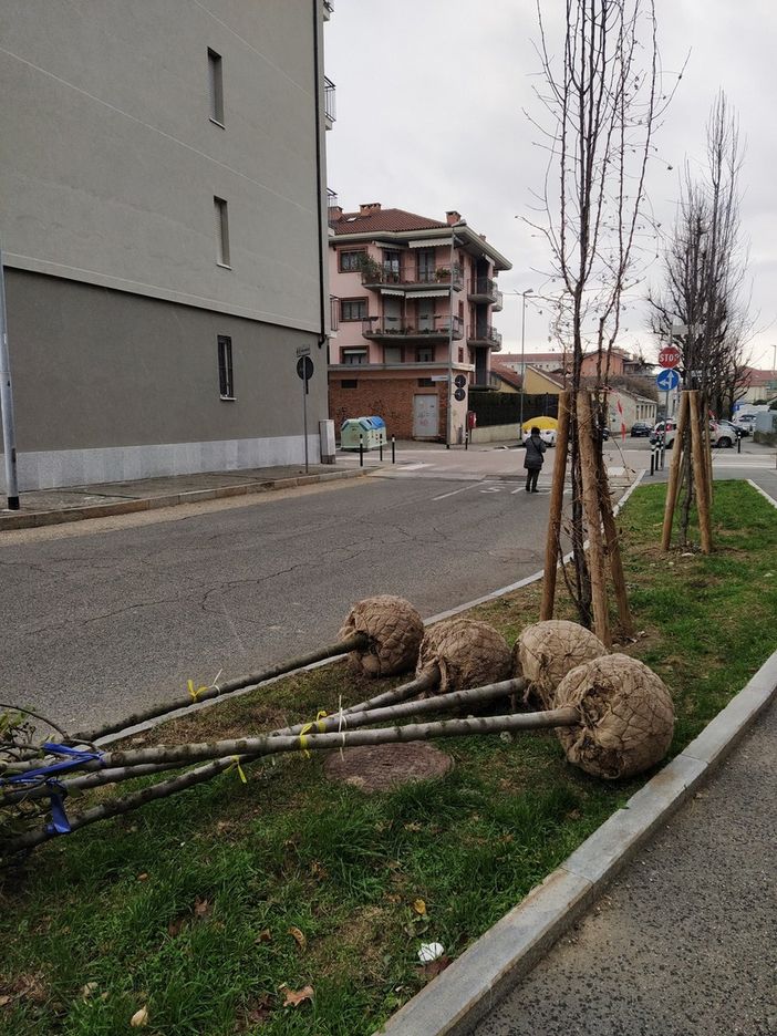 piantumazione alberi piantumazione alberi