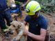 Il salvataggio dei due cagnolini Il salvataggio dei due cagnolini