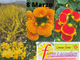 mimose manifesto