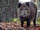 Un cinghiale nel bosco Un cinghiale nel bosco