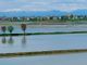 campo coltivato pieno d'acqua