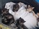 animali da compagnia
