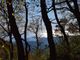 alberi