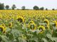 girasoli enormi campo di grugliasco