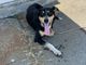 cane abbandonato borgaro