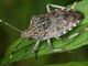 Lotta alla cimice asiatica: area dei danni esteso a tutto il territorio piemontese