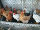 &quot;L'80% delle galline ovaiole piemontesi cresce già a terra&quot;