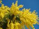 Le mimose, simbolo floreale dell'8 marzo