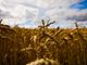 Grano - immagine d'archivio