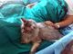 pet therapy