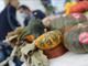 Autunno con Gusto non si ferma, a Piozzo è tempo di &quot;Zucca in cascina&quot;