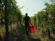 Dalle vigne al calice: la filiera corta di Cantina Clavesana